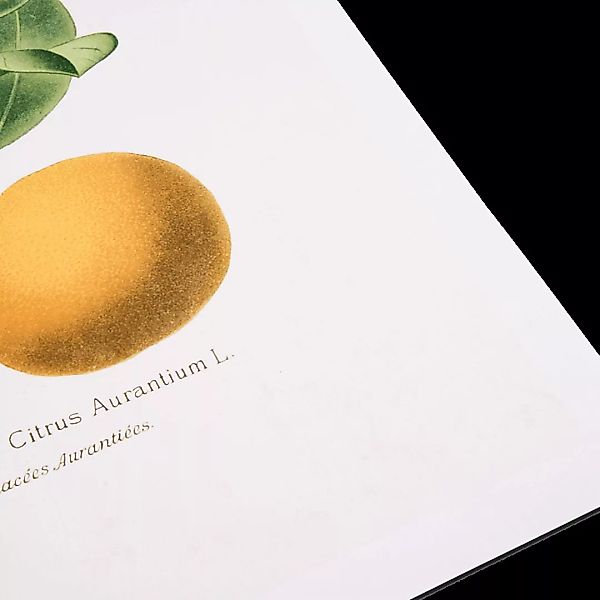 David & David Studio Planche Botanique Oranger Kunstdruck von Laurence Davi günstig online kaufen