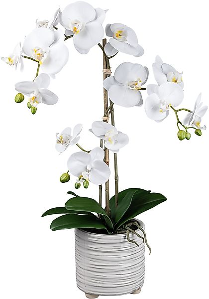 Kunstorchidee Orchidee Phalaenopsis Orchidee, Creativ green, Höhe 50 cm, mi günstig online kaufen