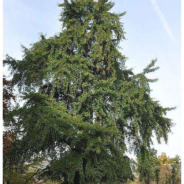 Fächerblattbaum 60-80cm - Ginkgo biloba günstig online kaufen