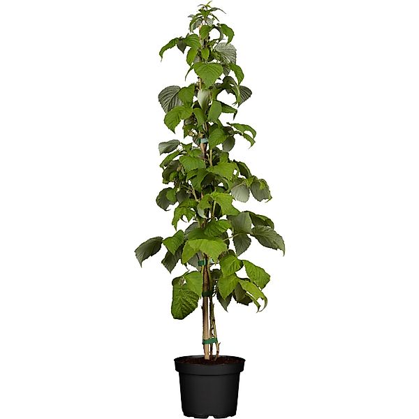 GROW by OBI Bio Himbeere Schönemann Rot Höhe ca. 20 - 30 cm Topf ca. 2, Rub günstig online kaufen