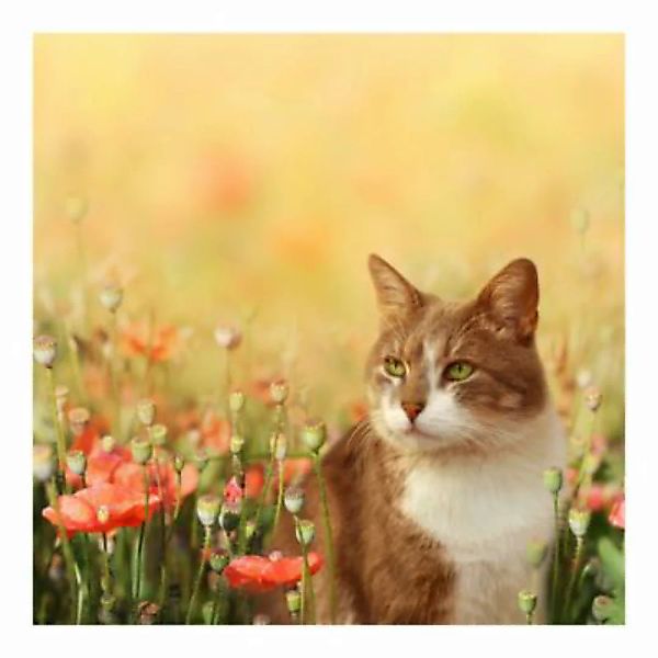 Bilderwelten Kindertapete Katze im Mohnfeld pastell Gr. 240 x 240 günstig online kaufen