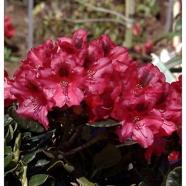 Rhododendron Corinna 15-20cm - Alpenrose günstig online kaufen