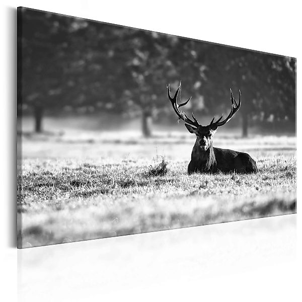 Wandbild - Lying Deer günstig online kaufen