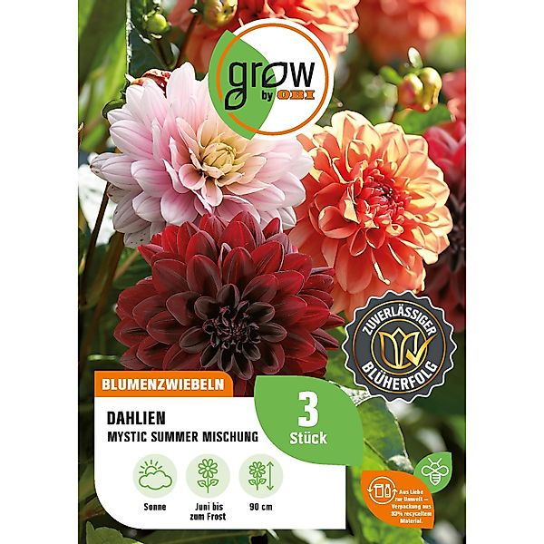 GROW by OBI Dahlien-Kollektion Mystic Summer Höhe ca. 90 cm günstig online kaufen