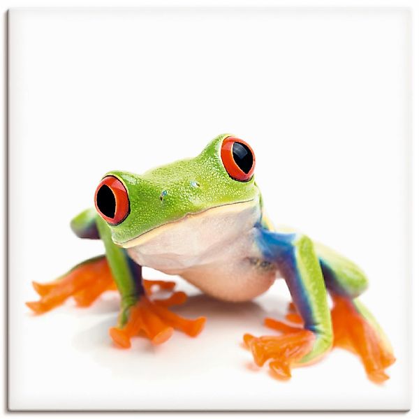 Artland Leinwandbild "Großaufnahme eines Frosches vor weiß" Wassertiere 1 S günstig online kaufen