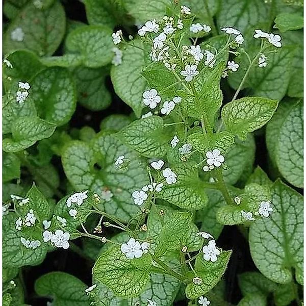Kaukasus Vergißmeinnicht Mr Morse - Brunnera macrophylla günstig online kaufen