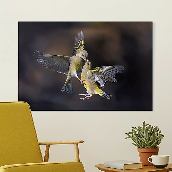 Leinwandbild Küssende Kolibris günstig online kaufen