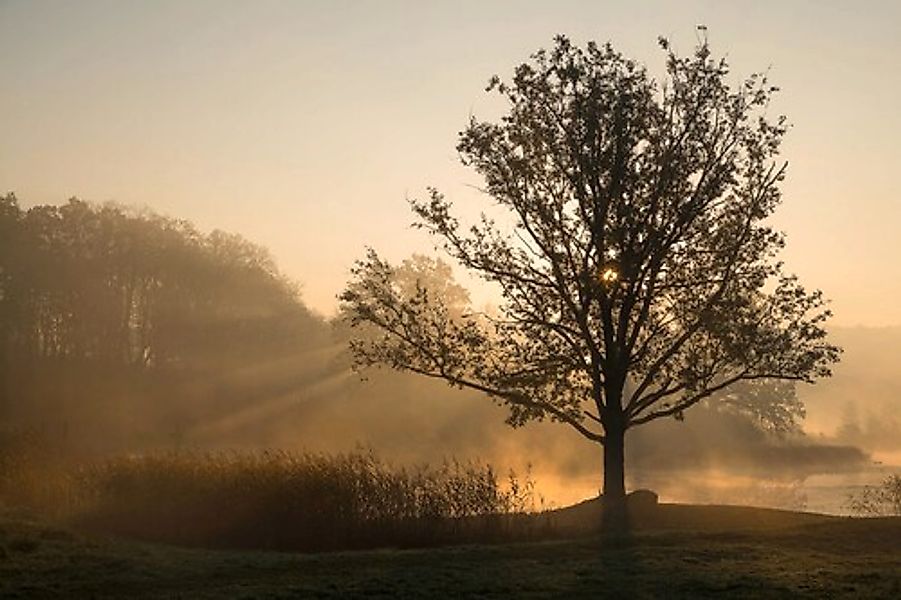 Papermoon Fototapete »Baum im Feld« günstig online kaufen