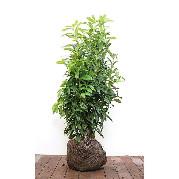 Prunus,aurocerasus 'Genolia' -R- 80-100 cm günstig online kaufen