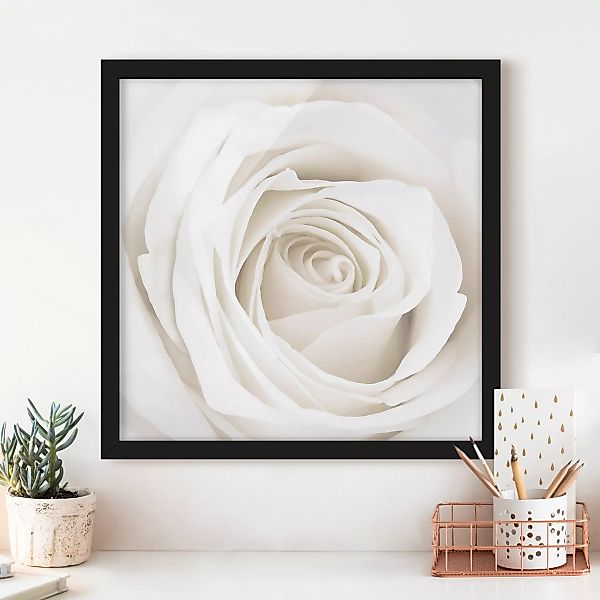 Bild mit Rahmen Blumen - Quadrat Pretty White Rose günstig online kaufen