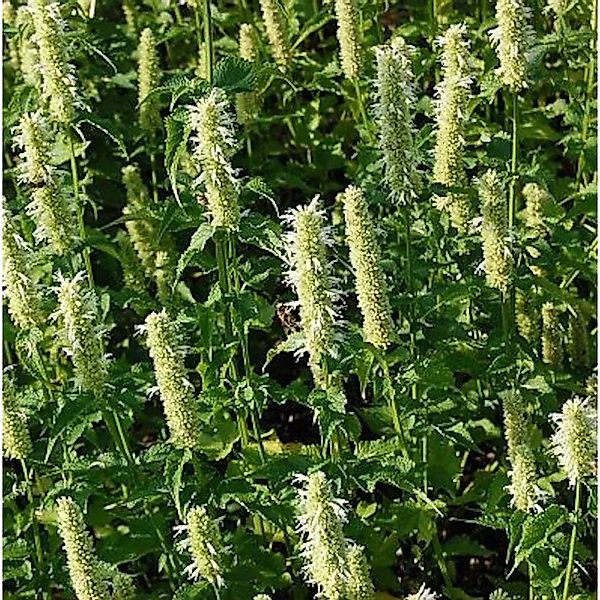 Mexikonessel Alabaster - Agastache rugosa günstig online kaufen