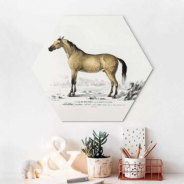 Hexagon-Alu-Dibond Bild Vintage Lehrtafel Pferd günstig online kaufen
