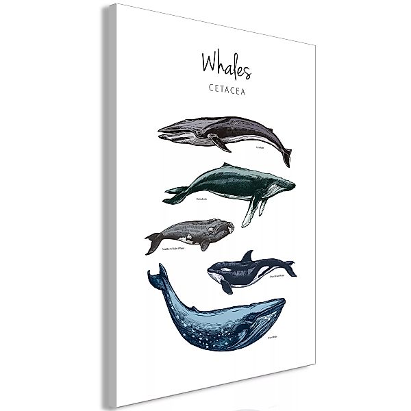 Wandbild - Whales (1 Part) Vertical günstig online kaufen