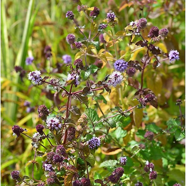 Wasserminze - Mentha aquatica günstig online kaufen