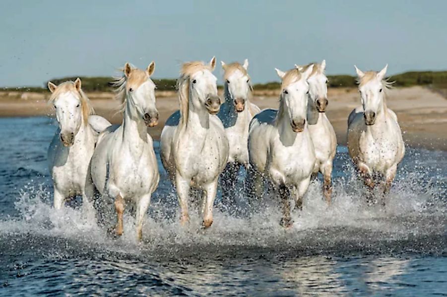 Papermoon Fototapete »PFERDE-CAMARGUE GALLOP STRAND MEER TIERE KÜSTE PROVEN günstig online kaufen