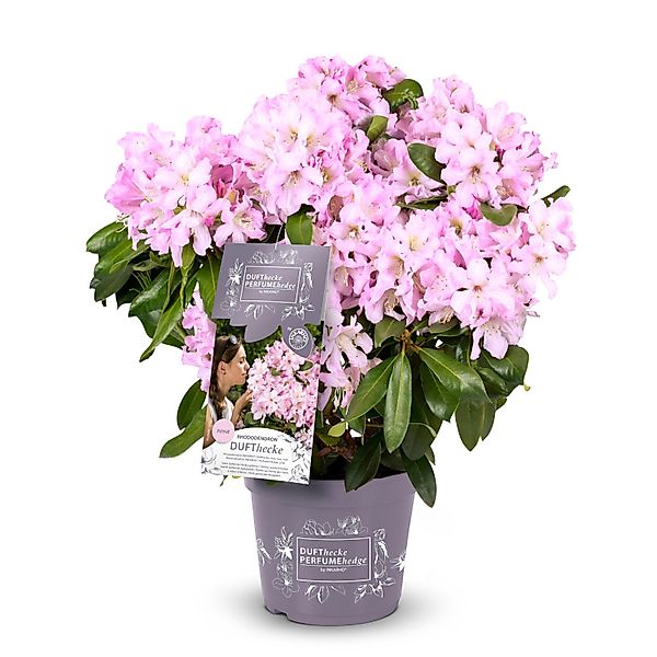 Rhododendron Dufthecke® Rosa Höhe ca. 30-40 cm Topf ca. 5 l Rhododendron günstig online kaufen