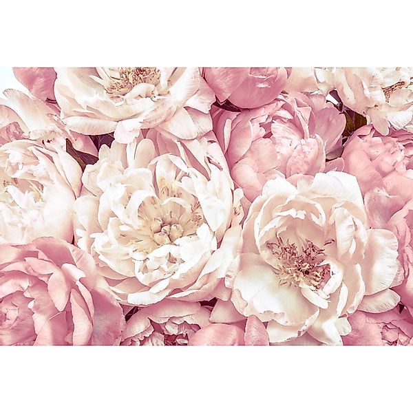 Komar Vliestapete Peonies 368 x 248 cm günstig online kaufen