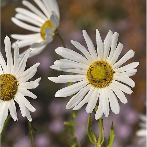 Oktober Margerite - Leucanthemella serotina günstig online kaufen