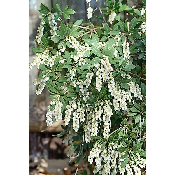 Pieris Japonica Stöckmann Japanische Lavendelheide 30–40 cm günstig online kaufen