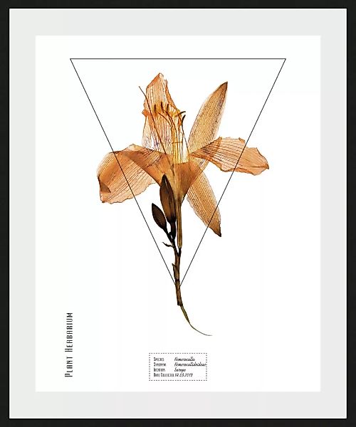 queence Bild »Hemerocallis«, (1 St.) günstig online kaufen