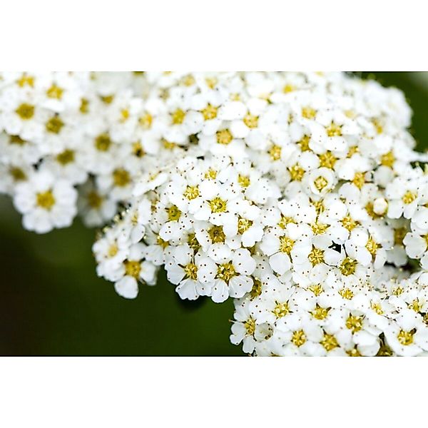 Spiraea arguta 100-125 cm günstig online kaufen