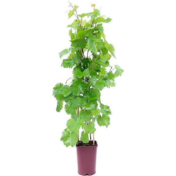 GROW by OBI Wein Höhe ca. 80 cm Topf ca. 6 l Vitis vinifera günstig online kaufen