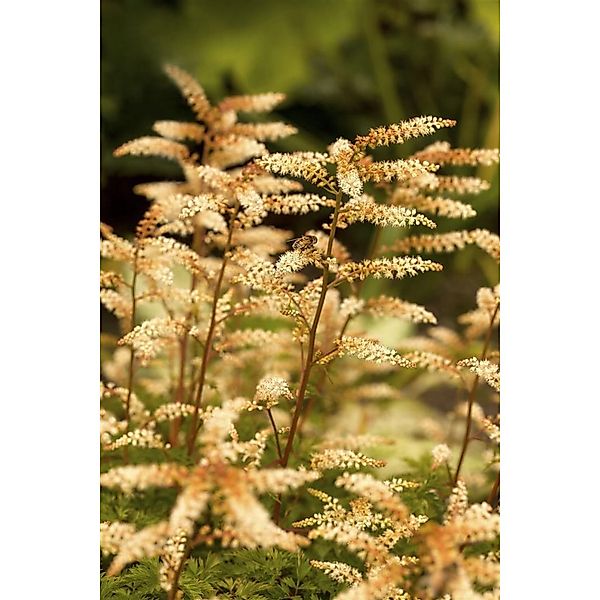 Aruncus Aethusifolius Zwerg Geißbart Ca. 9x9 cm Topf günstig online kaufen