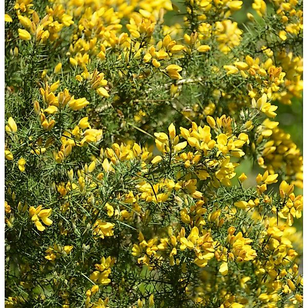 Westlicher Stechginster 20-30cm - Ulex gallii günstig online kaufen