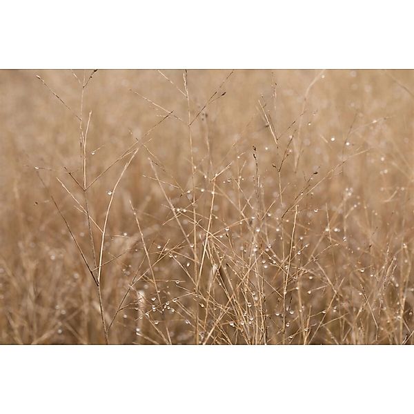 Panicum Virgatum Heavy Metal Rutenhirse Blaugrün Ca. 9x9 cm Topf günstig online kaufen