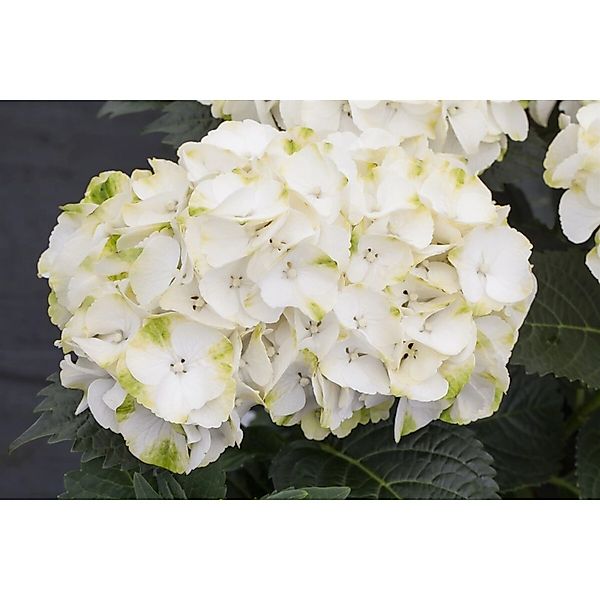 Hydrangea Mac. 'Caipirinha' Hortensie 30-40 cm günstig online kaufen