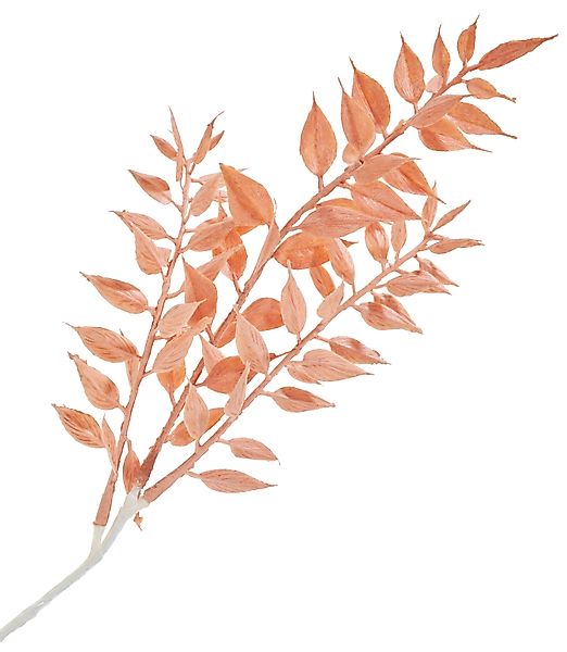 Kunstblume Ruscus, DPI, 1 Zweig günstig online kaufen