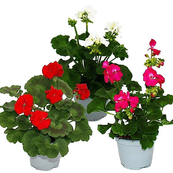 Exotenherz Geranien Stehend Pelargonium Zonale 12cm Topf Set mit 3 Pflanzen günstig online kaufen