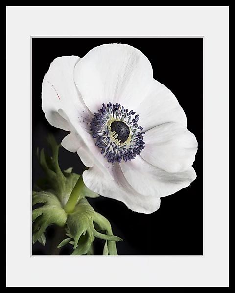 queence Bild "Leslie", Blumen, (1 St.) günstig online kaufen