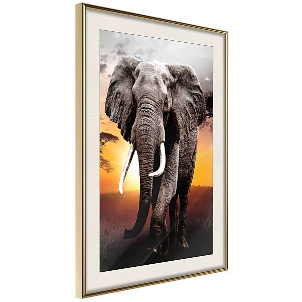 Poster - Majestic Elephant günstig online kaufen