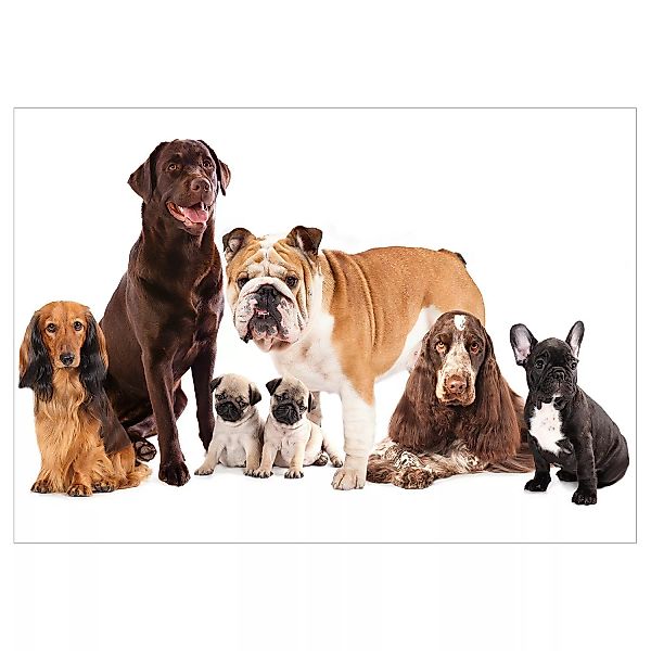 artgeist Fototapete Dog Integration weiß-kombi Gr. 150 x 105 günstig online kaufen