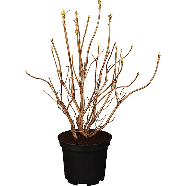 Sommergrüne Azalee Nabucco Rot Höhe 40 - 50 cm Topf ca. 5 l Azalea günstig online kaufen