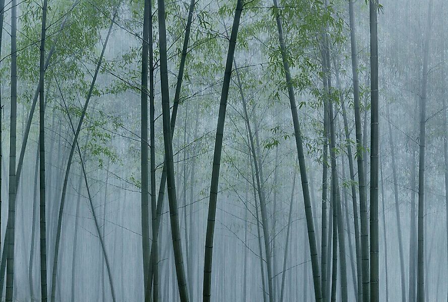 living walls Fototapete "Walls by Patel In The Bamboo" glatt Vlies, Wand günstig online kaufen