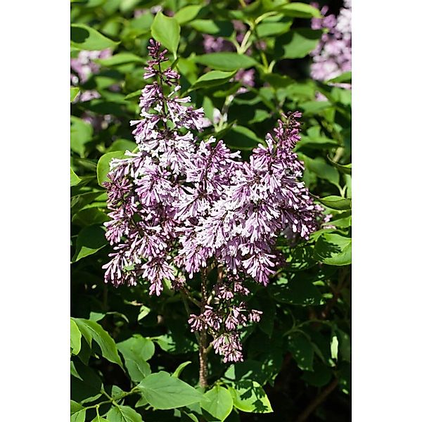 Syringa Patula Flieder 30-40 cm günstig online kaufen