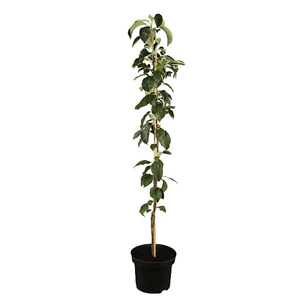 GROW by OBI Bio Säulenapfel Gelb-Rot Höhe ca. 40 - 60 cm Topf ca. 7,5 l günstig online kaufen