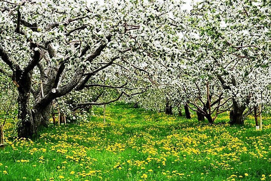 Papermoon Fototapete »Blumenwiese mit Bäumen« günstig online kaufen