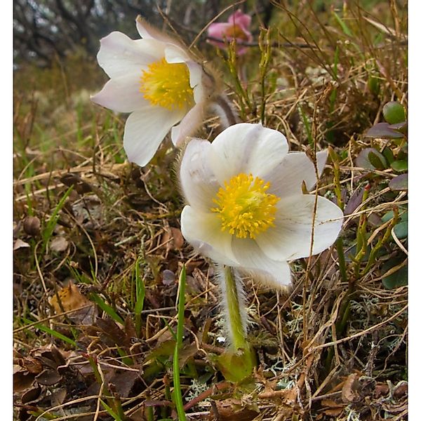 Frühlings Küchenschelle - Pulsatilla vernalis günstig online kaufen