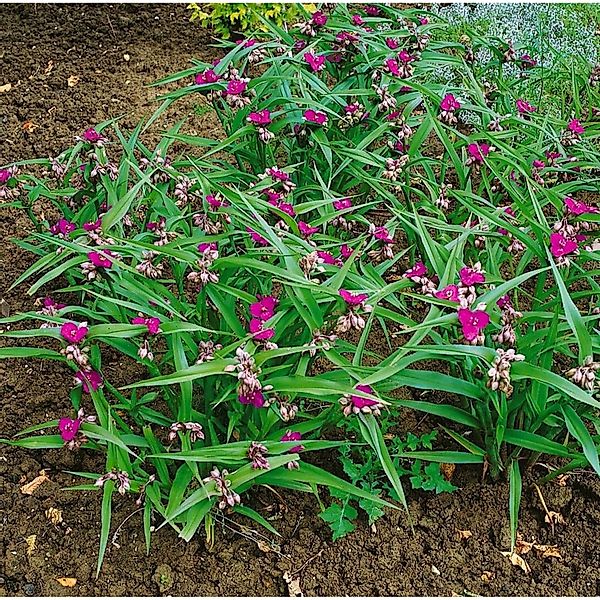 Tradescantia X Andersoniana Karminglut Dreimasterblume Ca. 9x9 cm Topf günstig online kaufen