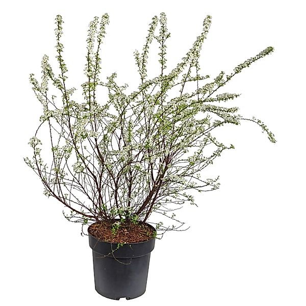 Brautspiere Höhe ca. 50-60 cm Topf ca. 4,5 l Spiraea arguta günstig online kaufen