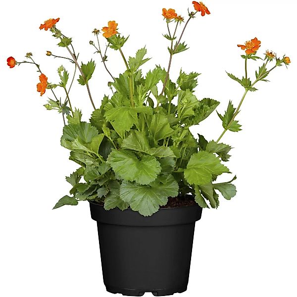 Garten-Nelkenwurz Borisii Orange Topf-Ø ca. 9 cm x 9 cm Geum günstig online kaufen