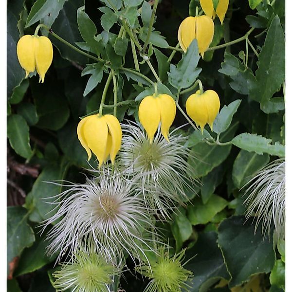 Gold Waldrebe Golden Tiara 60-80cm - Clematis tangutica günstig online kaufen