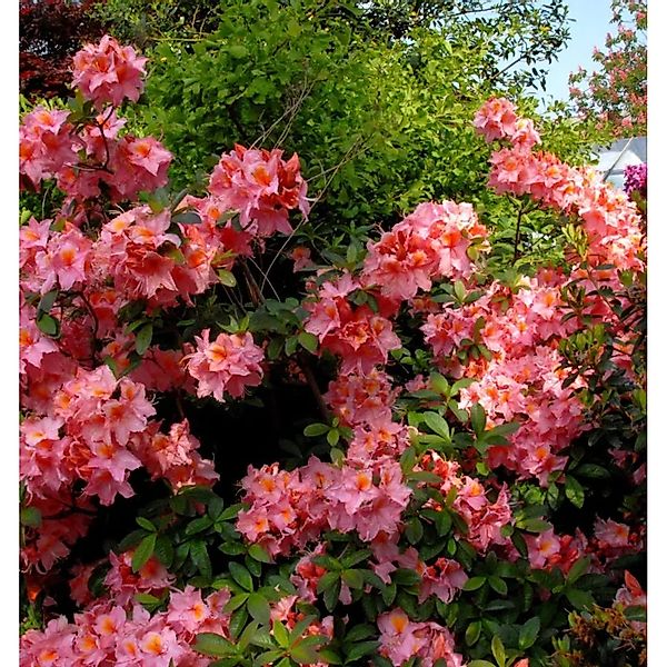 Azalee Stefanie 40-50cm - Rhododendron,uteum - Alpenrose günstig online kaufen