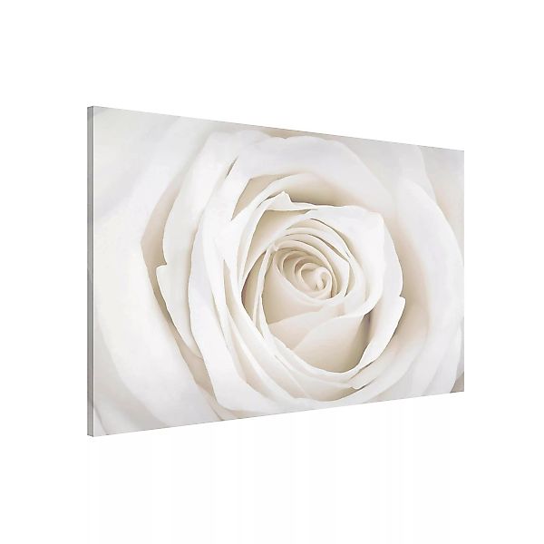 Magnettafel Blumen - Querformat 3:2 Pretty White Rose günstig online kaufen