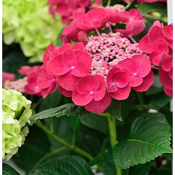 Teller Hortensie Cotton Candy 60-80cm - Hydrangea serrata günstig online kaufen