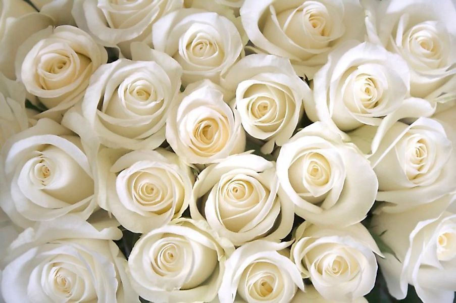 Papermoon Fototapete »White Roses« günstig online kaufen