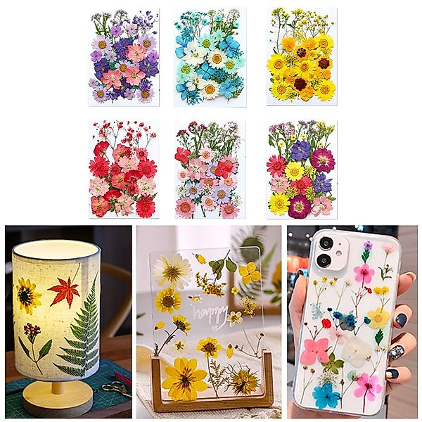 Trockenblume Getrocknete Blumen, Trockenblumen Zum Basteln, günstig online kaufen